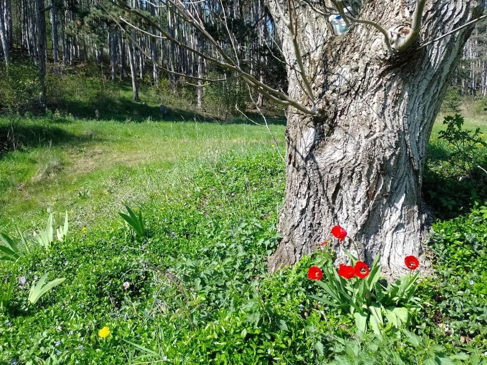 Penzion Litohlavy 17 - Na Samote U Lesa Králŭv Dvŭr エクステリア 写真